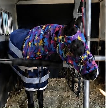 Blanketed horse standing calmly in the trailer with a full hay net